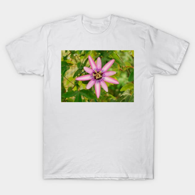 Lavender Lady Passiflora T-Shirt by jojobob
